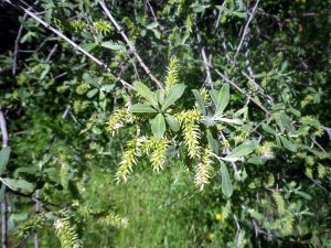 130531 en flor  3