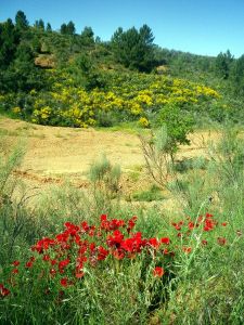 130610 del rojo al amarillo 1