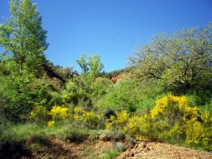 130614 verdes y amarillos 1