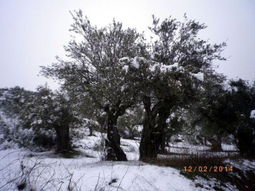 140221olivos nieve 2