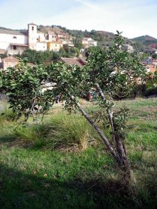 141029 manzanas 1