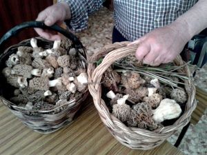 Colmenillas y espárragos. Debajo capirotes