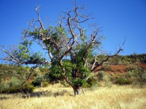 160926-encinas-y-nogales-3