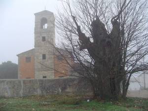 La olma y la iglesia de La Mierla